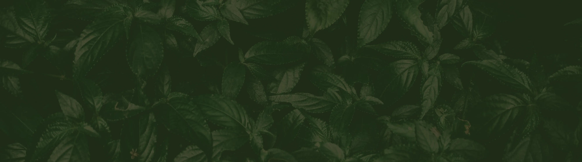 Dark green leaves filling the entire frame