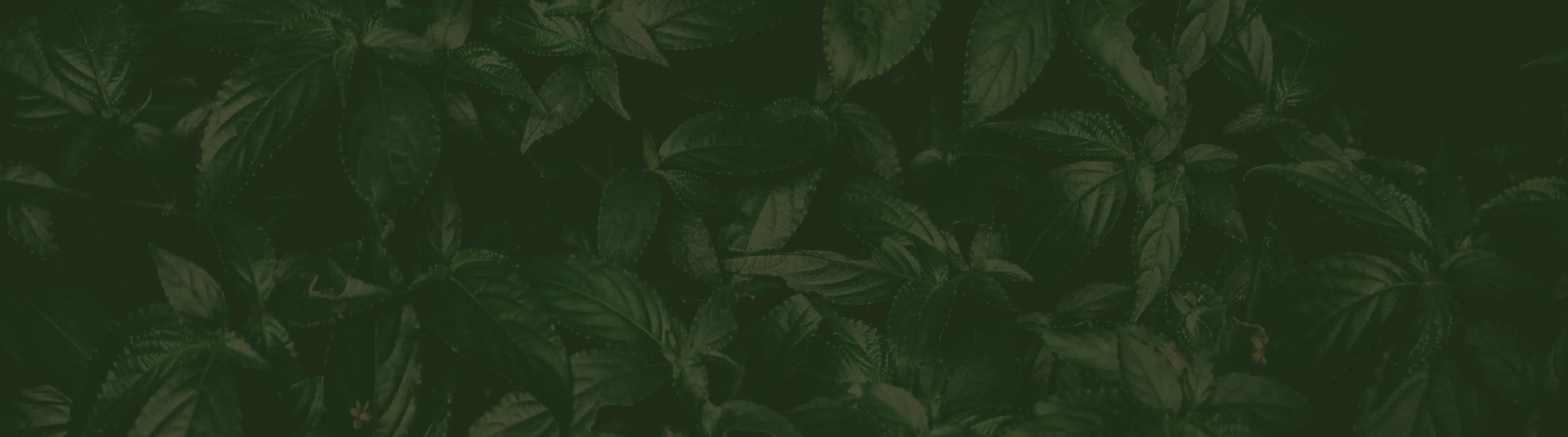 Dark green leaves filling the entire frame